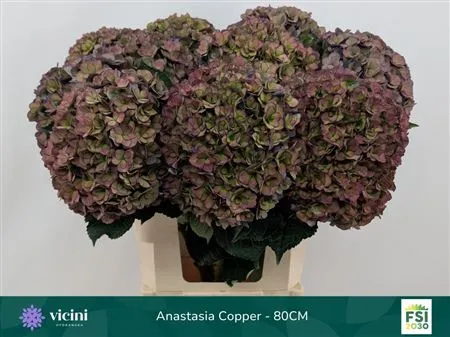 Hyd Anastasia Copper Classic • 80 cm