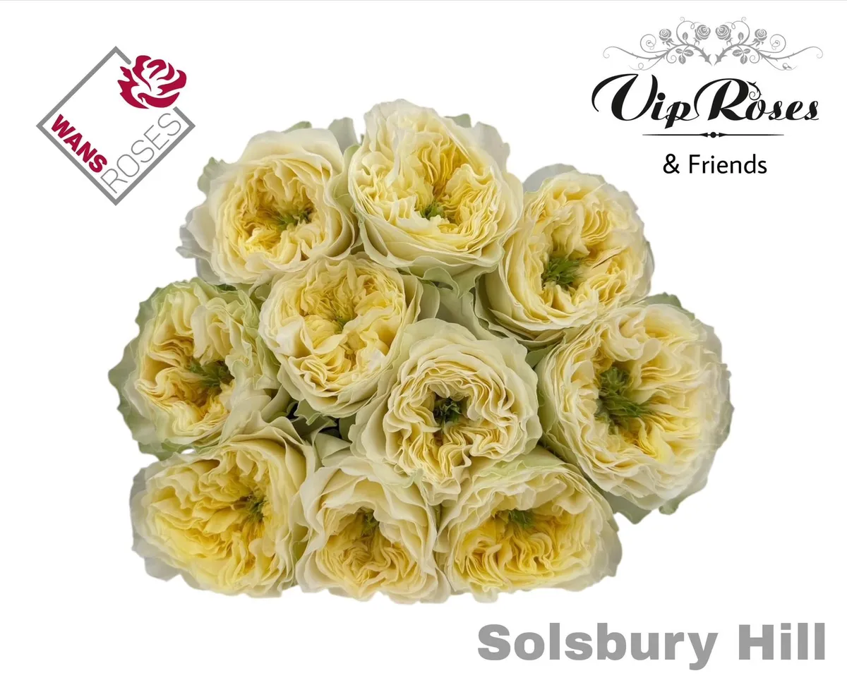 R Gr Solsbury Hill • 60 cm