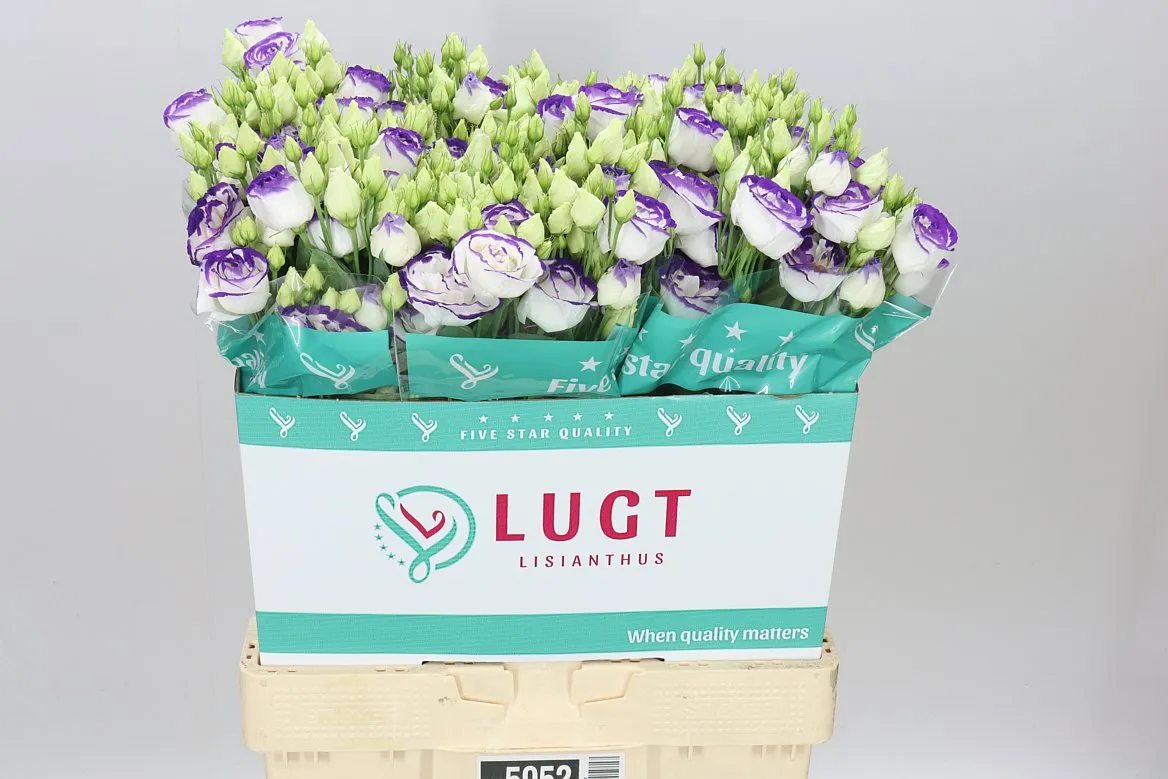 Eust Du Rosita Blue Picotee • 70 cm