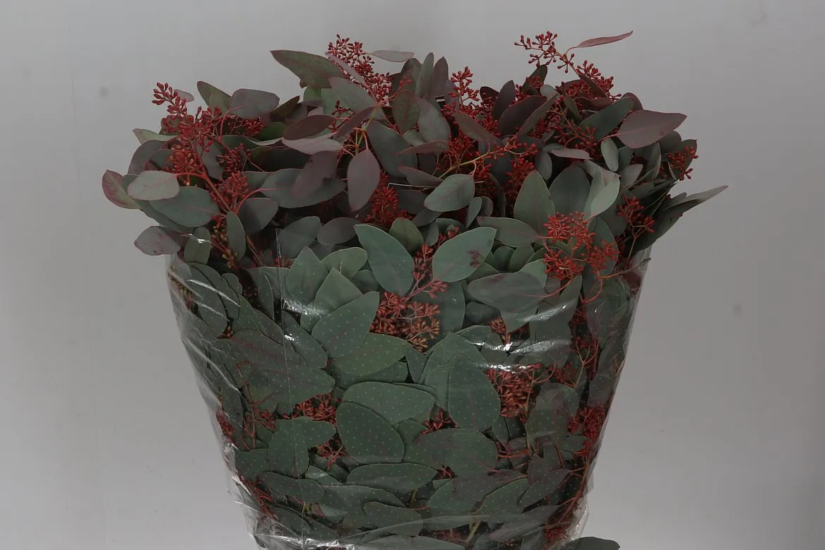 Eukalyptus Populus Berries Flower Red • 65 cm