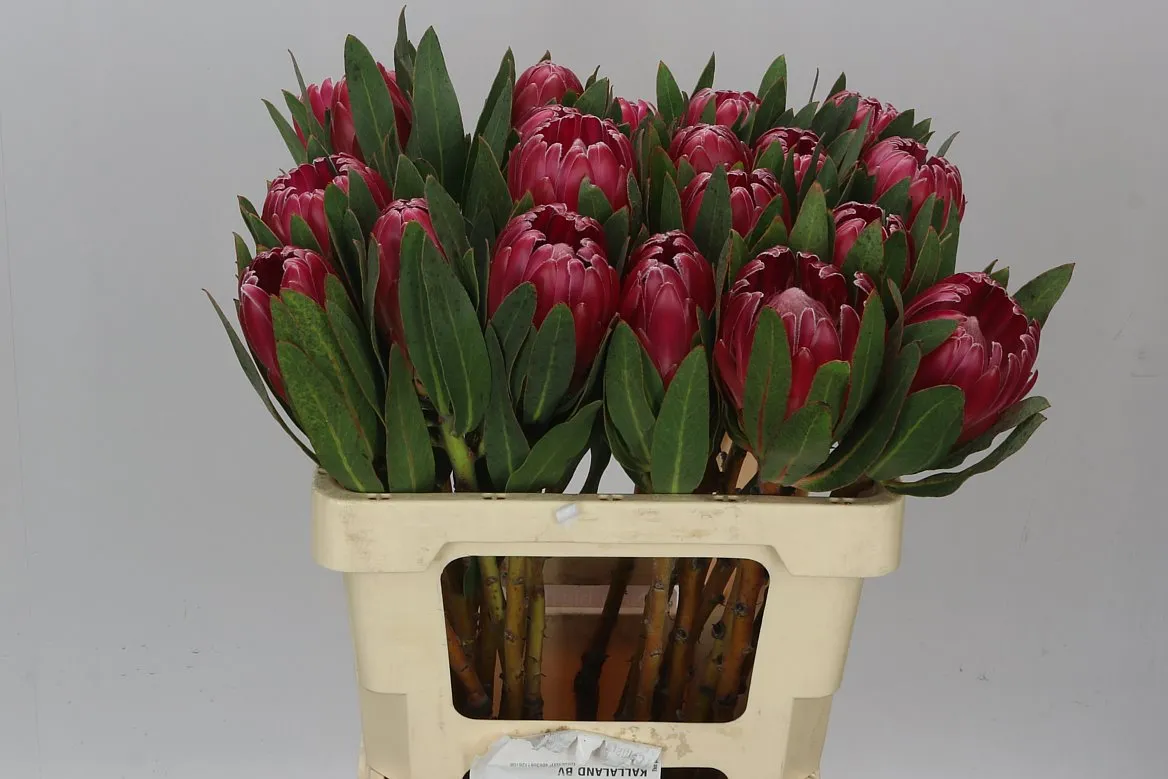 Protea Brenda • 60 cm
