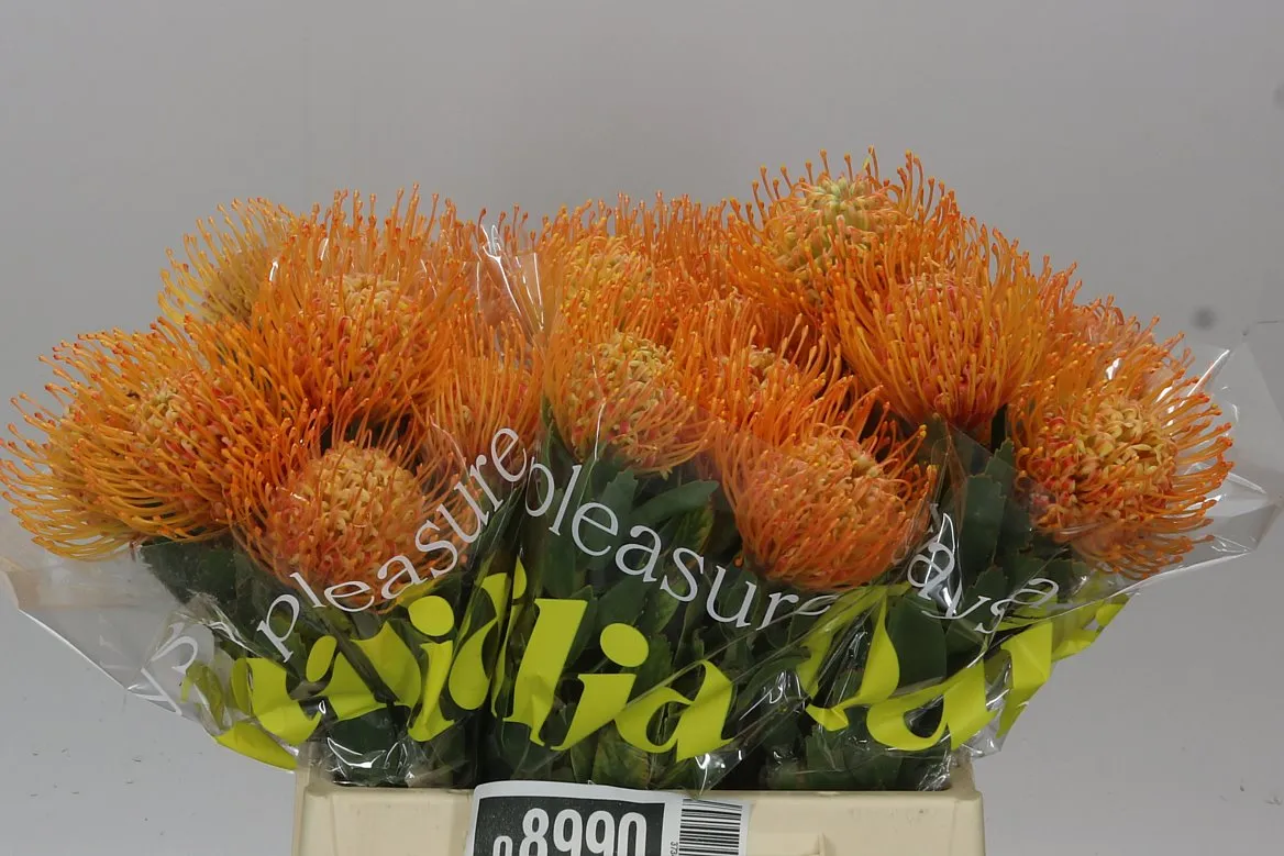 Leucospermum Soleil • 40 cm