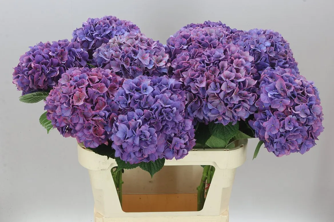 Hortenzia Rodeo Purple Classic • 80 cm