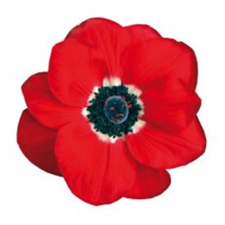 Anemonen Mistral Red • 40 cm