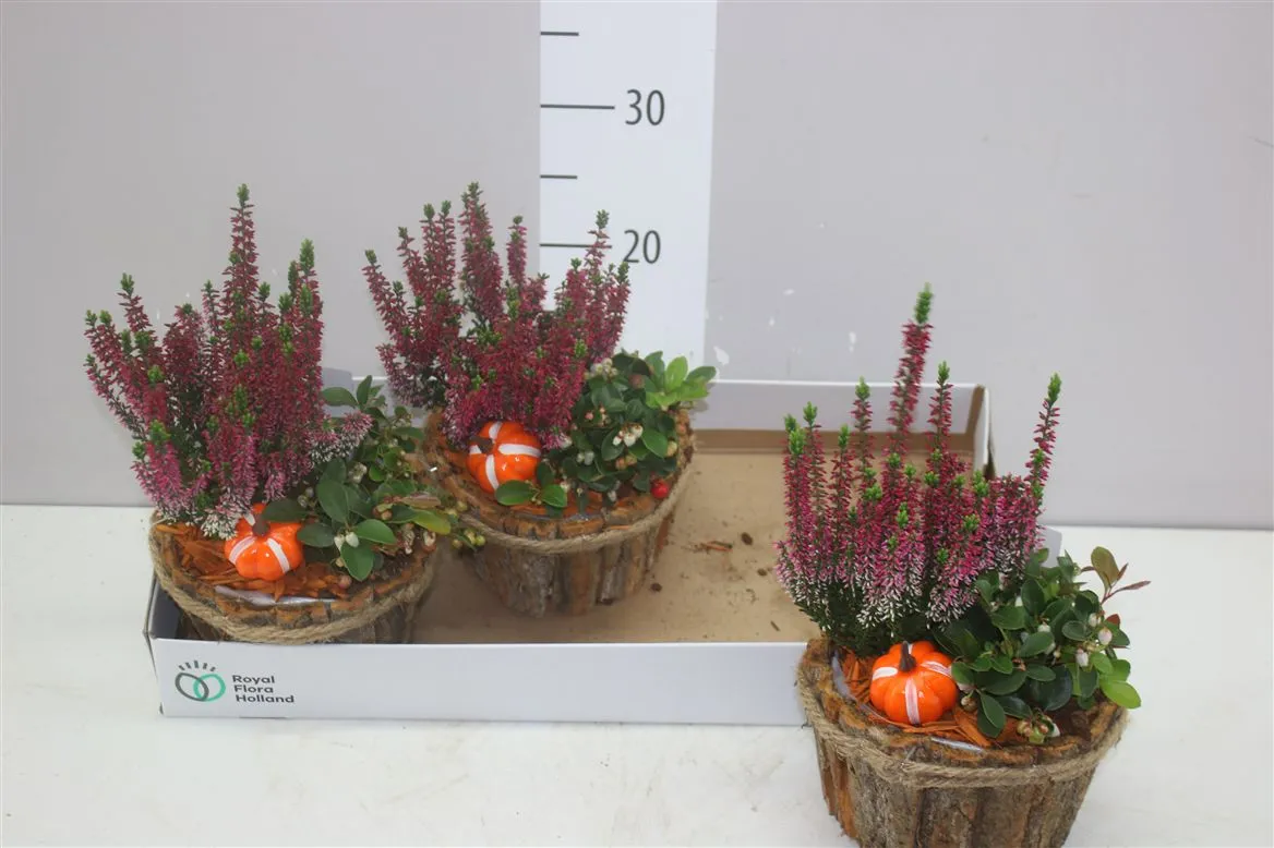 Arr Tuinplanten In Boomschorsbak Met Touwrand • črepník 17 cm
