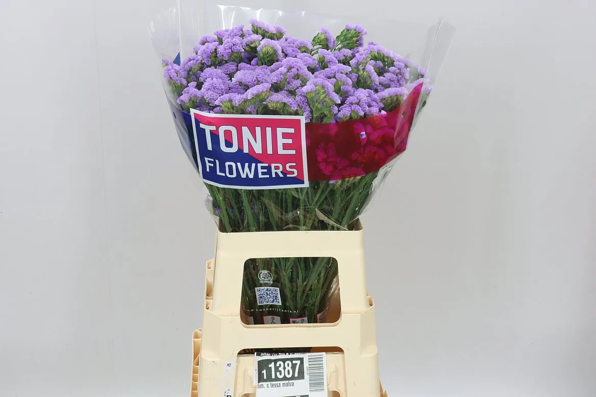Limónium S Tessa Malva • 70 cm