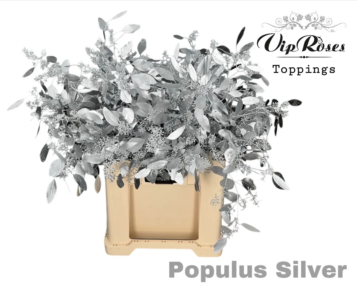 Eukalyptus Populus Bes Silver • 65 cm