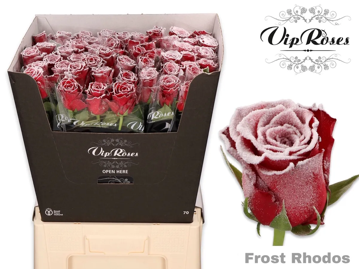 Ruža Frost Rhodos • 70 cm