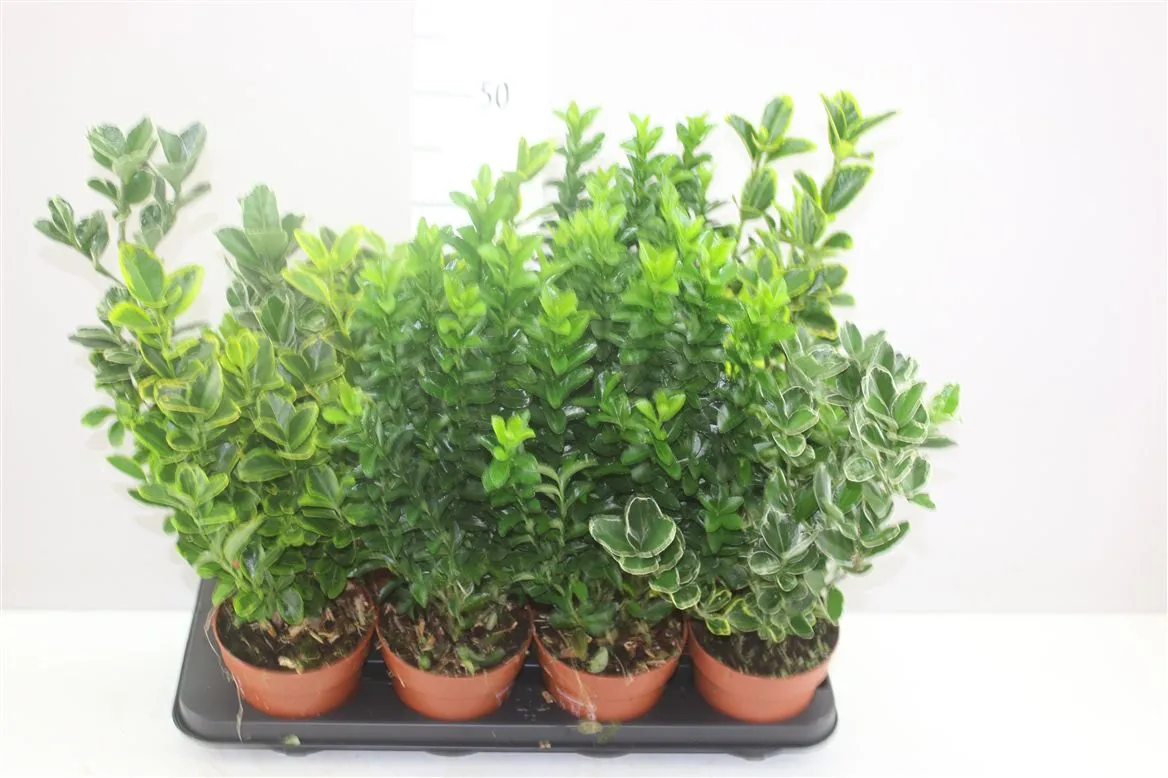 Euonymus Jap Gemengd • črepník 13 cm