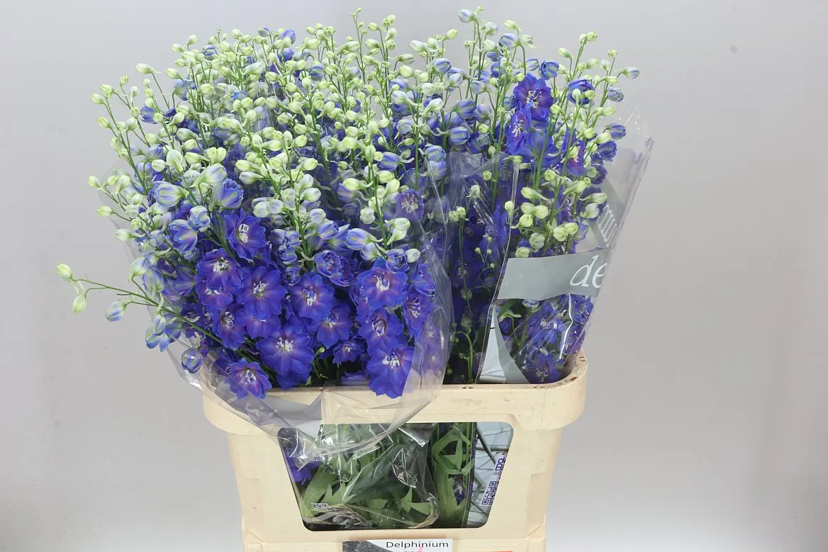 Stračonôžka Elatum Blue Emerald • 90 cm