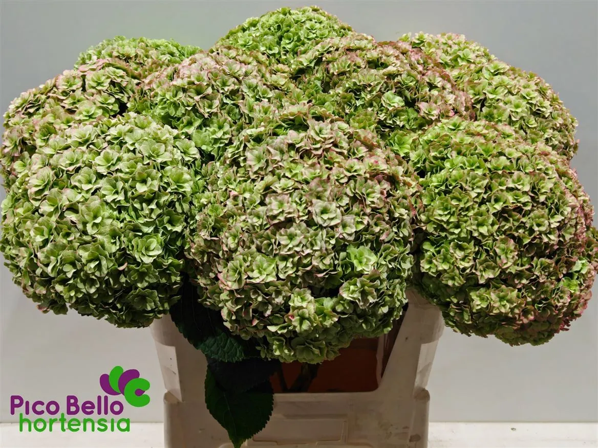 Hortenzia Highness Pinky Classic • 80 cm