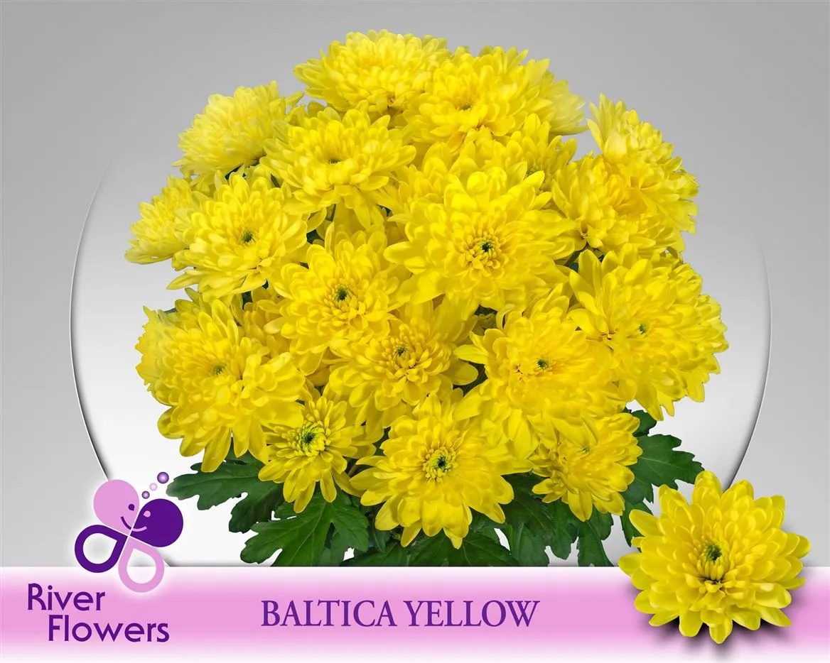 Chr T Baltica Yellow • 70 cm