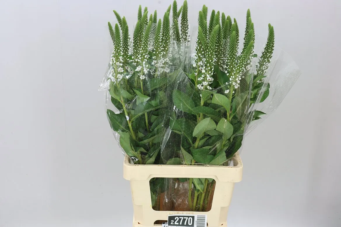 Lysimachia Moonlight • 70 cm