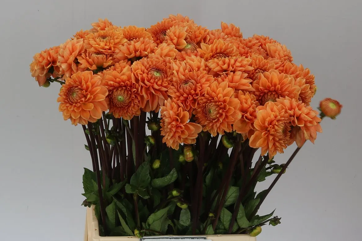 Dahlia Sylvia • 50 cm