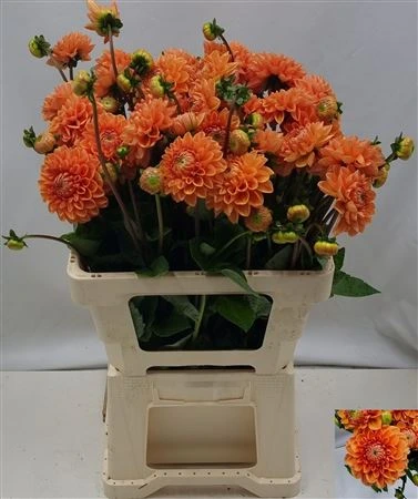 Georgína Sylvia A2 • 65 cm