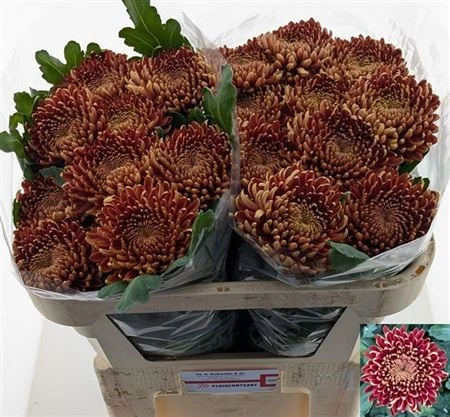 Chryzantéma veľkokvetá Ankara Red • 70 cm