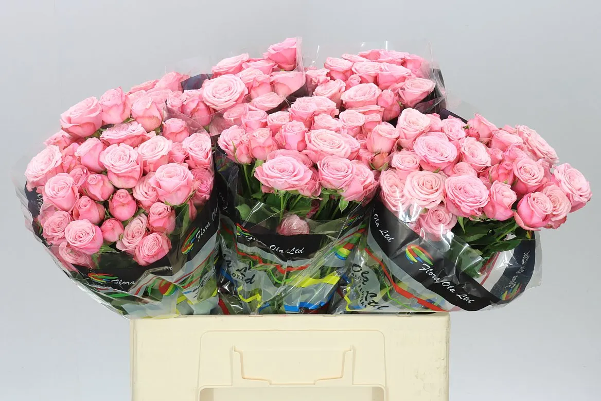 Rosa Tr Birds Nest • 60 cm
