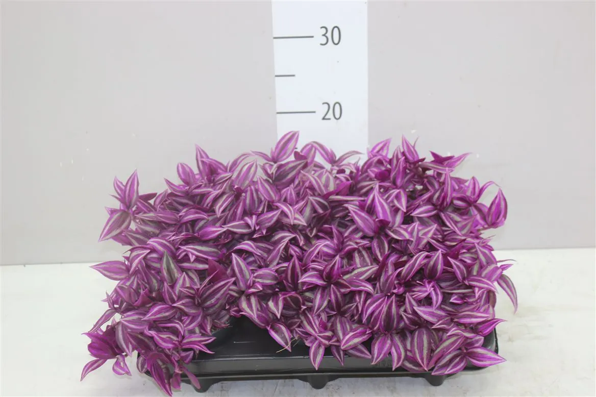 Tradescantia Pink Paradise • črepník 11 cm