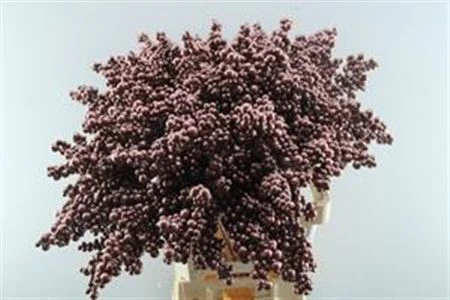 Peper Bes An Stick Bordaux • 60 cm