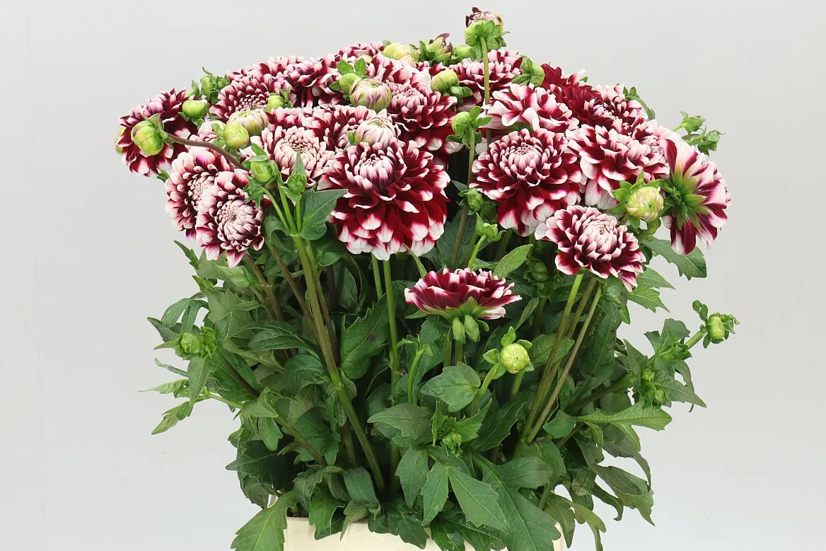 Dahlia Checkers • 50 cm