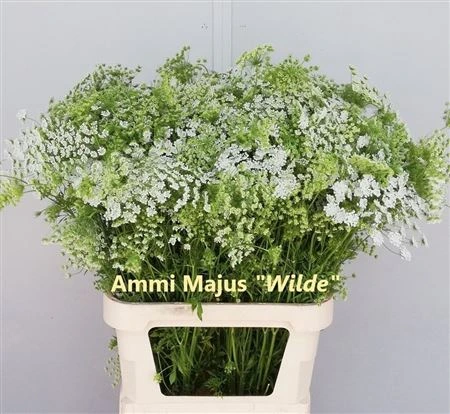 Ammi Majus A2 • 90 cm