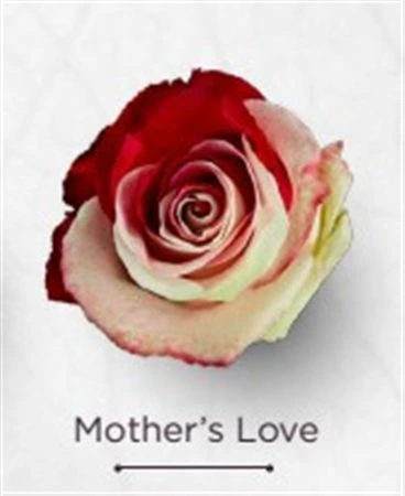 Ruža farbená Mothers Love, Ekvádor • 50 cm