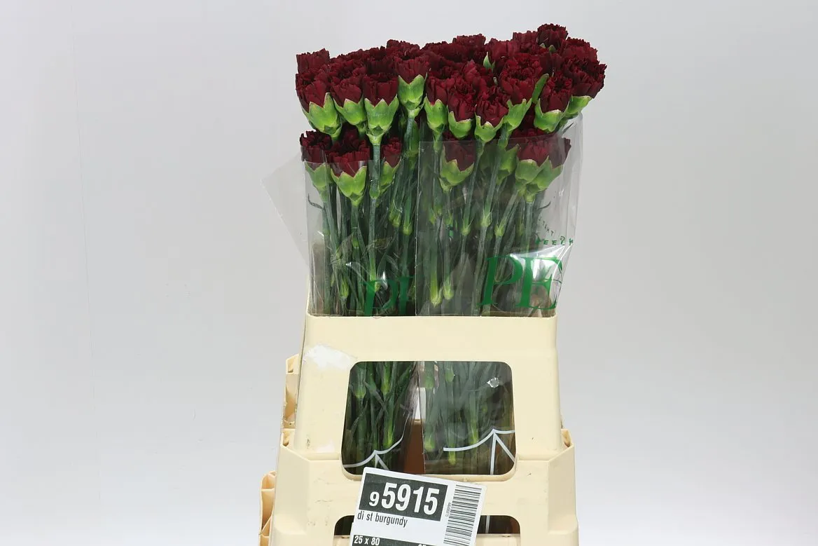 Di St Burgundy • 65 cm