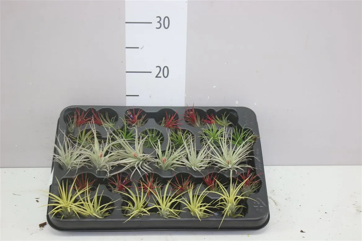 Tillandsia Overig Airplants