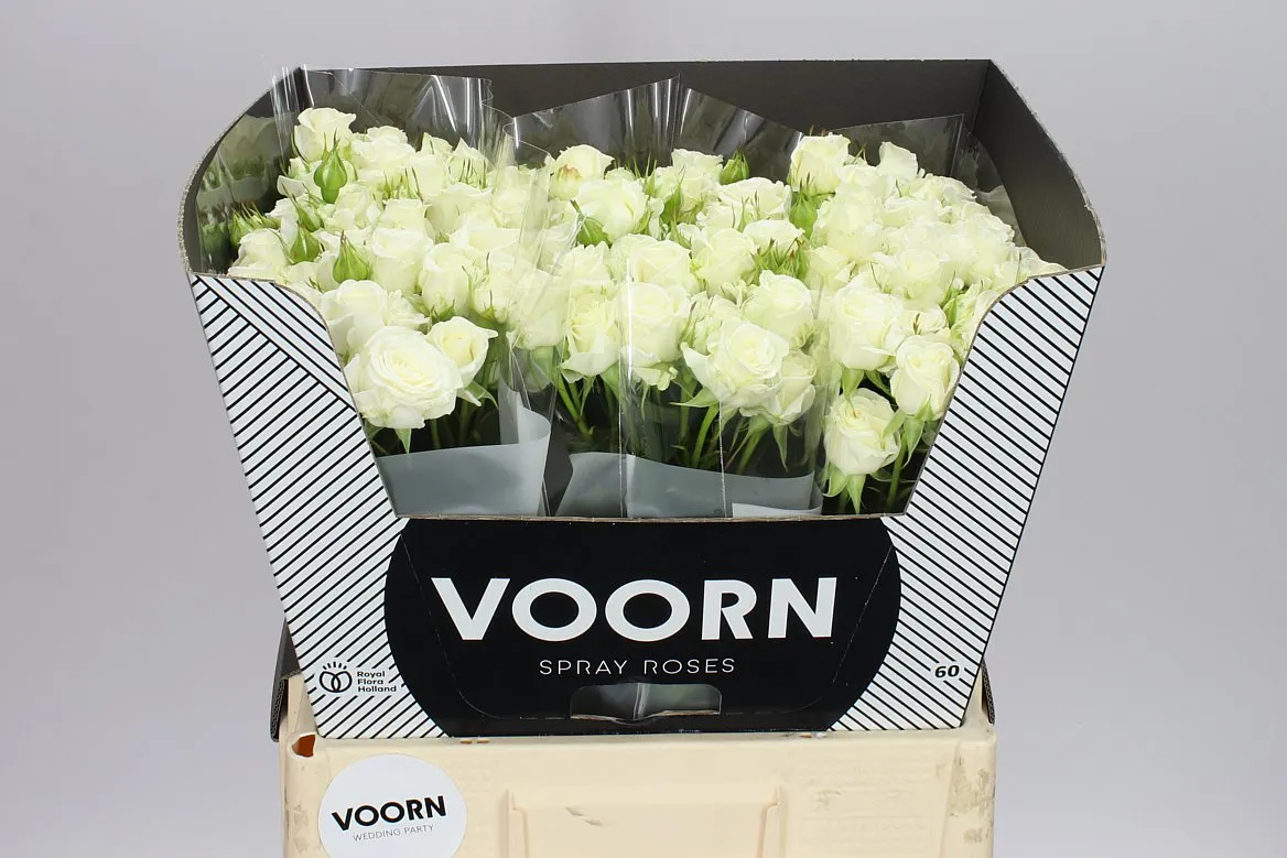 Rosa Tr Wedding Party • 60 cm