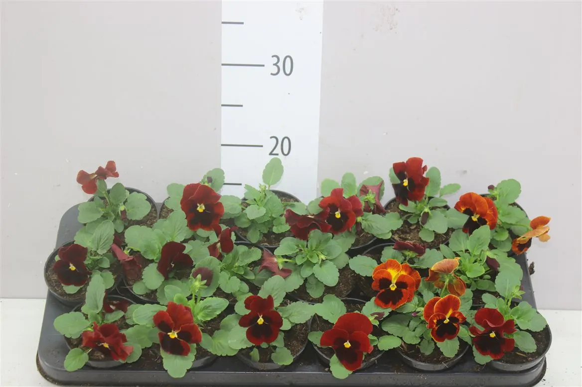 Viola X Wi Delta F1 Red With Blotch • črepník 9 cm