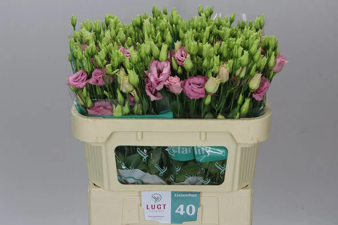 Eustóma plnokvetá Alissa L Pink X50 • 72 cm