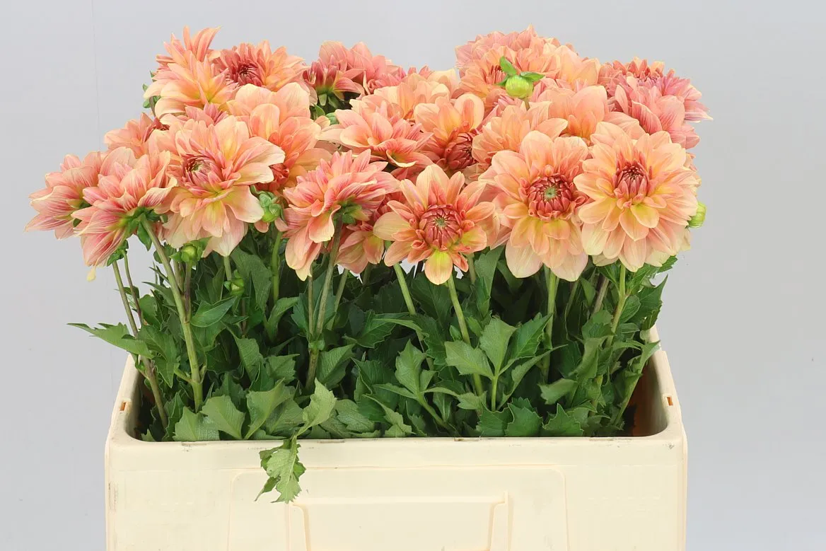 Dahlia Peach Delight • 55 cm