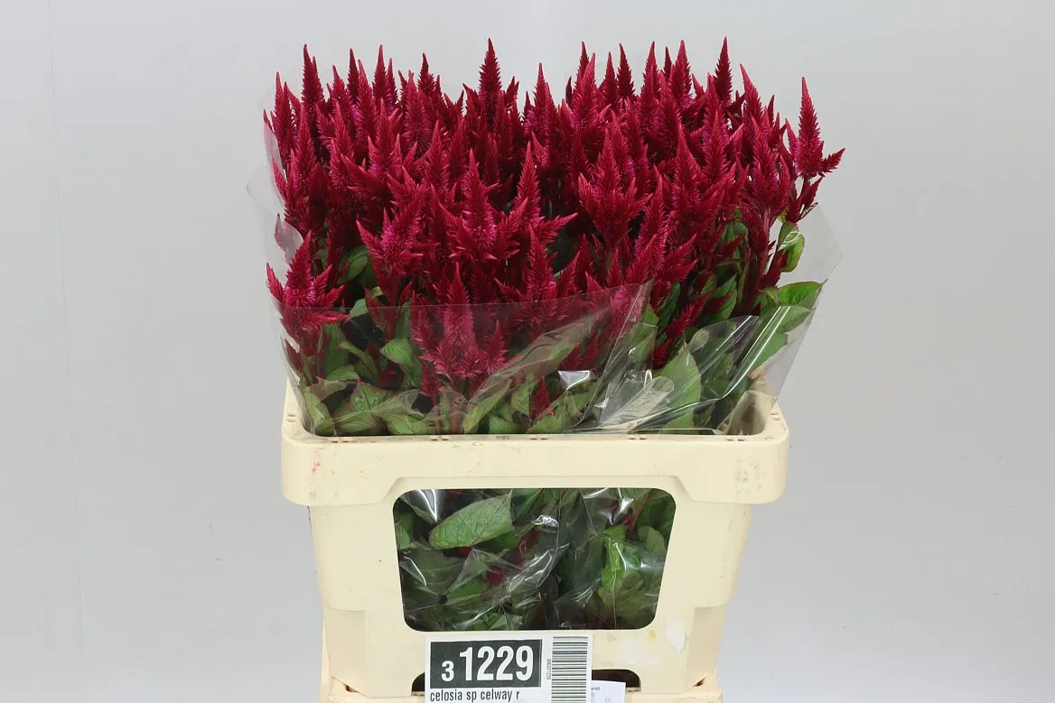 Celosia Sp Celway Red • 60 cm