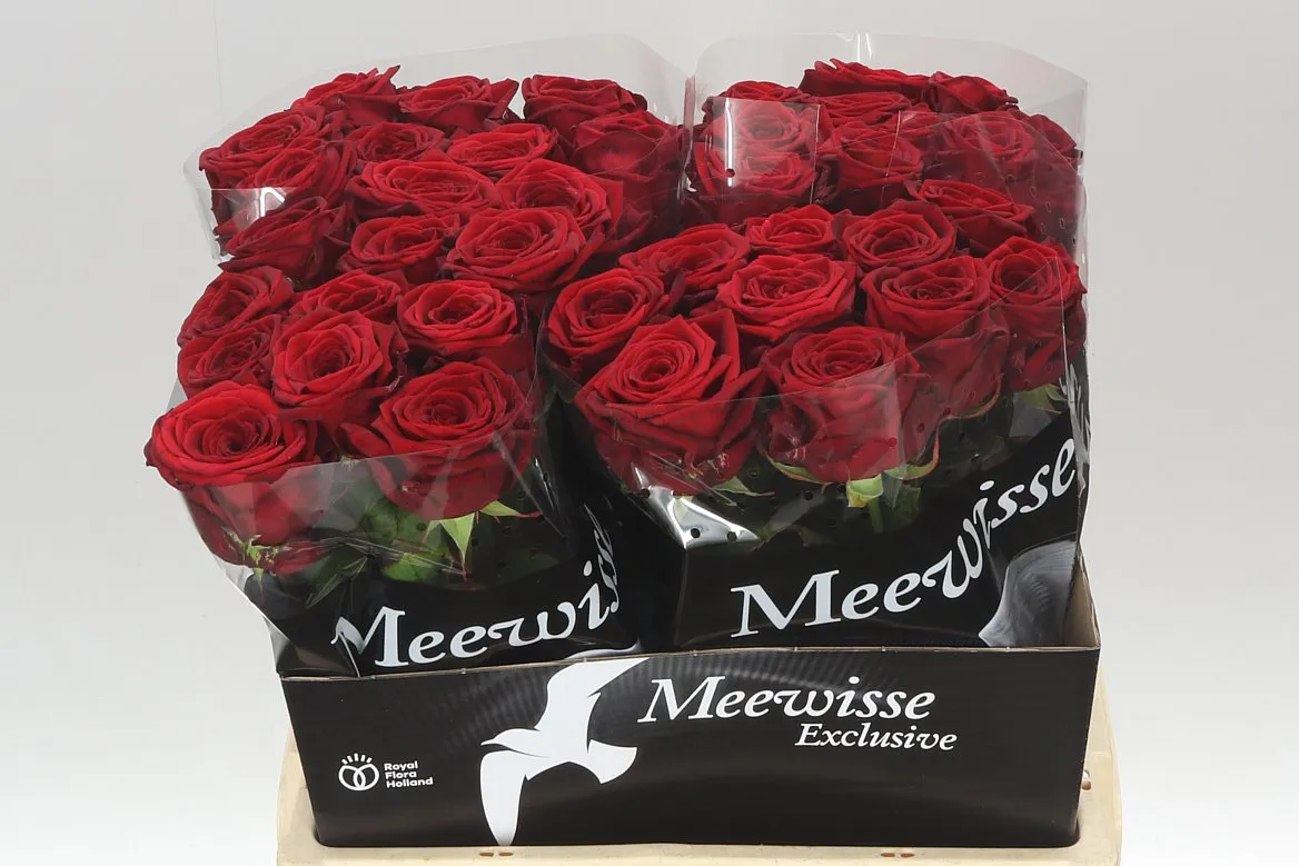 Ruža Red Naomi Meeuw 34 • 60 cm