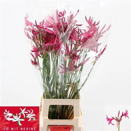 Nerine Bo Sanne Artistic • 60 cm