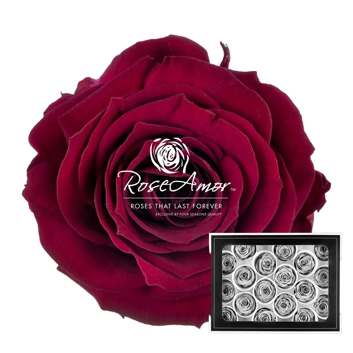 Pres. Xs Pin02
