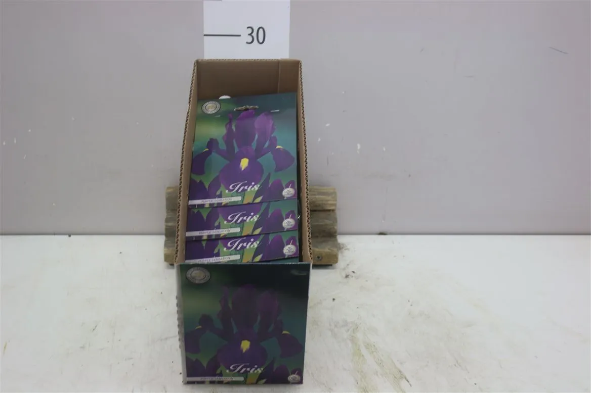 Bol Iris Hollandica Purple Sensation X15