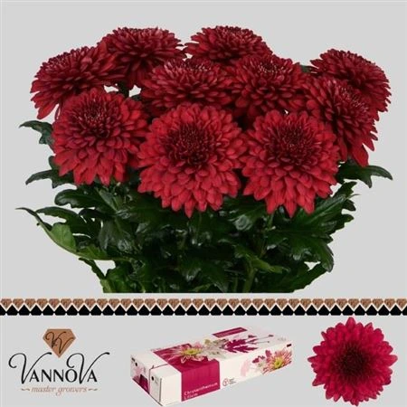 Chryzantéma veľkokvetá Lamira Red • 70 cm
