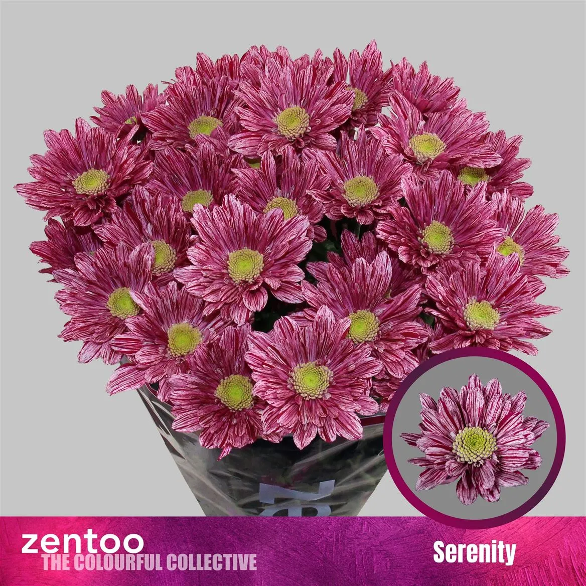 Chr T Serenity • 70 cm