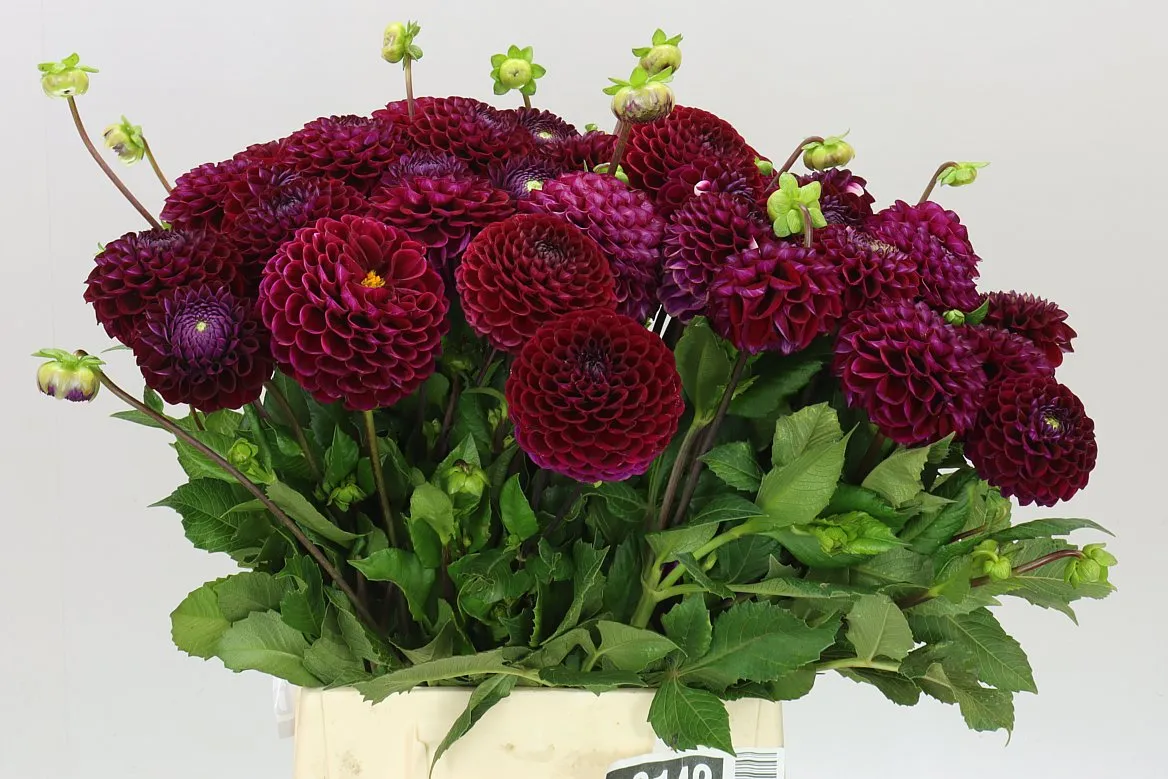 Dahlia Ivannetti • 50 cm
