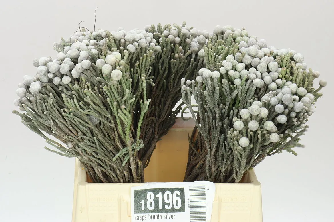 Kaaps Brunia Silver • 40 cm