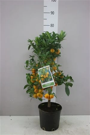 Citrus Calamondin na kmienku • črepník 20 cm