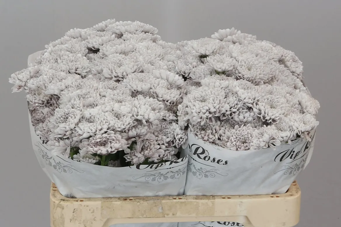 Chryzantéma santini Vip Dusty Grey • 55 cm