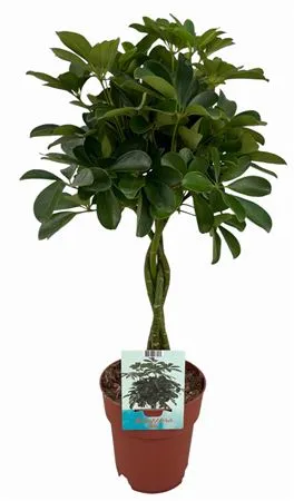 Schefflera Compacta Gevlochten Stam • črepník 19 cm