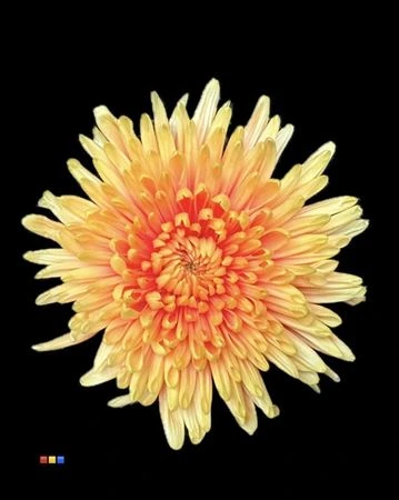 Chryzantéma veľkokvetá Topspin Sunshine • 70 cm
