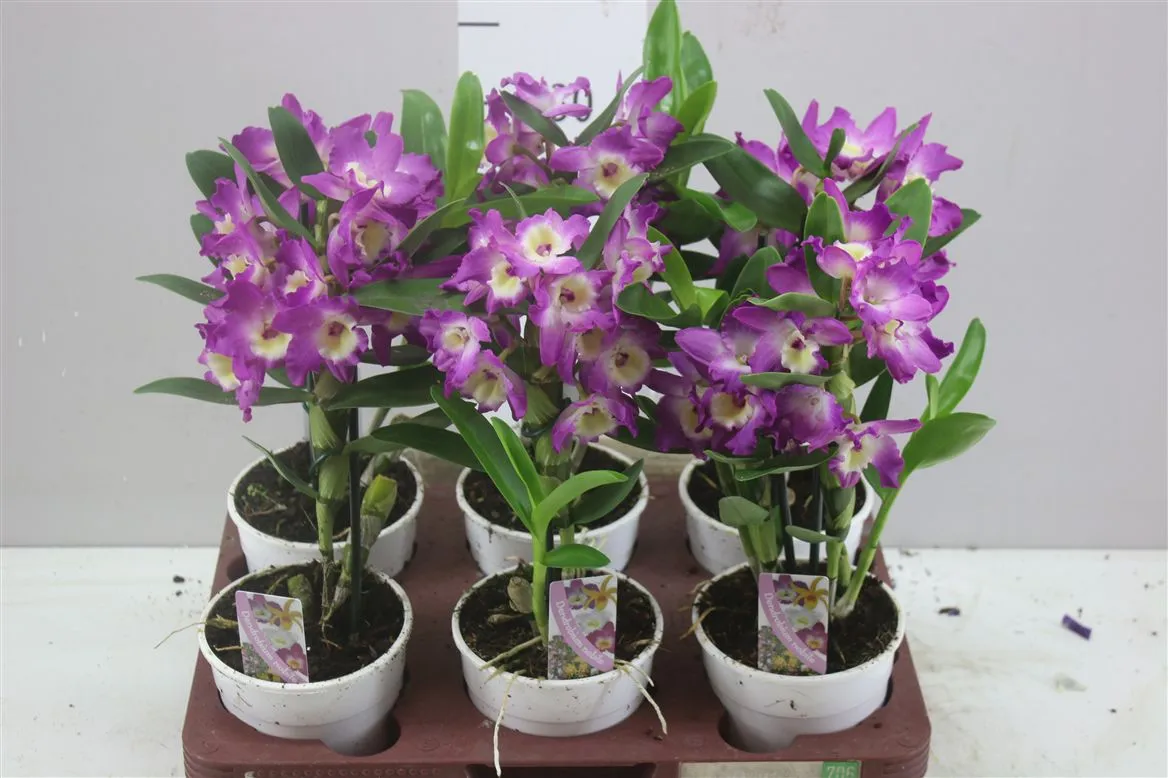 Dendrobium Nobilee Lila 1 Tak 3+ • črepník 12 cm