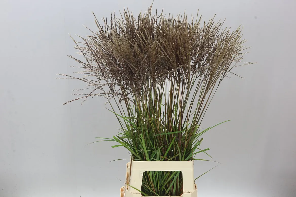 Miscanthus Rotfeder • 85 cm