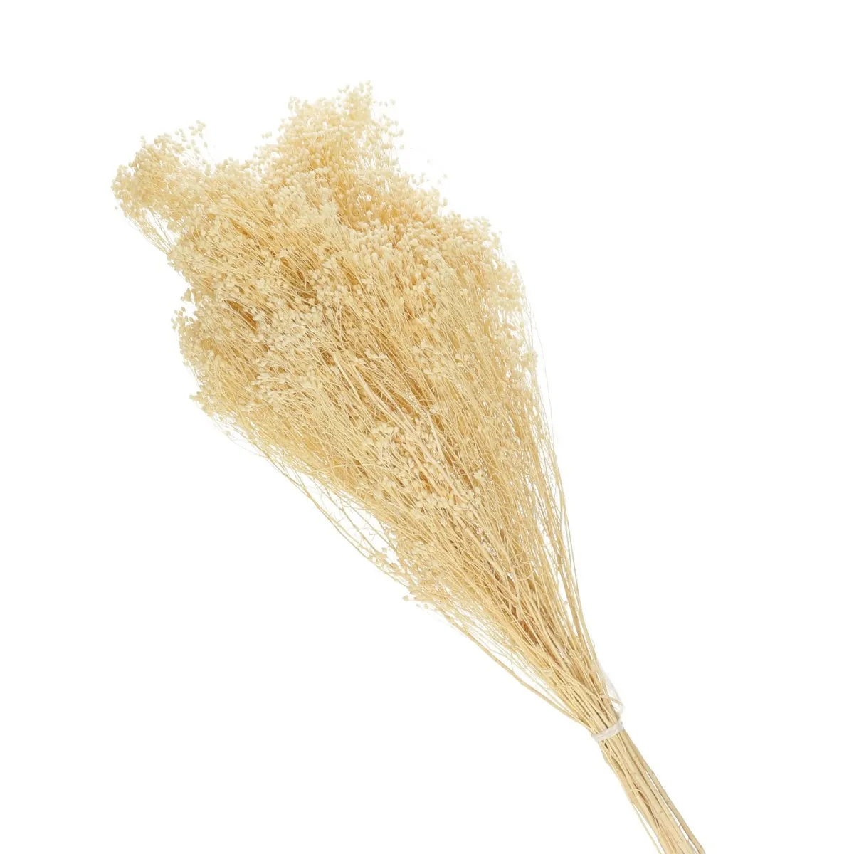 Sušené metlice 60 cm