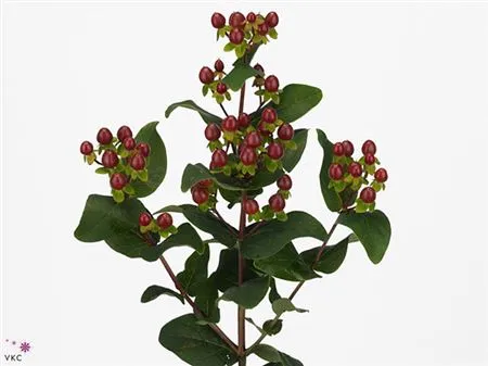 Hyperikum Spray Coco Montana • 55 cm
