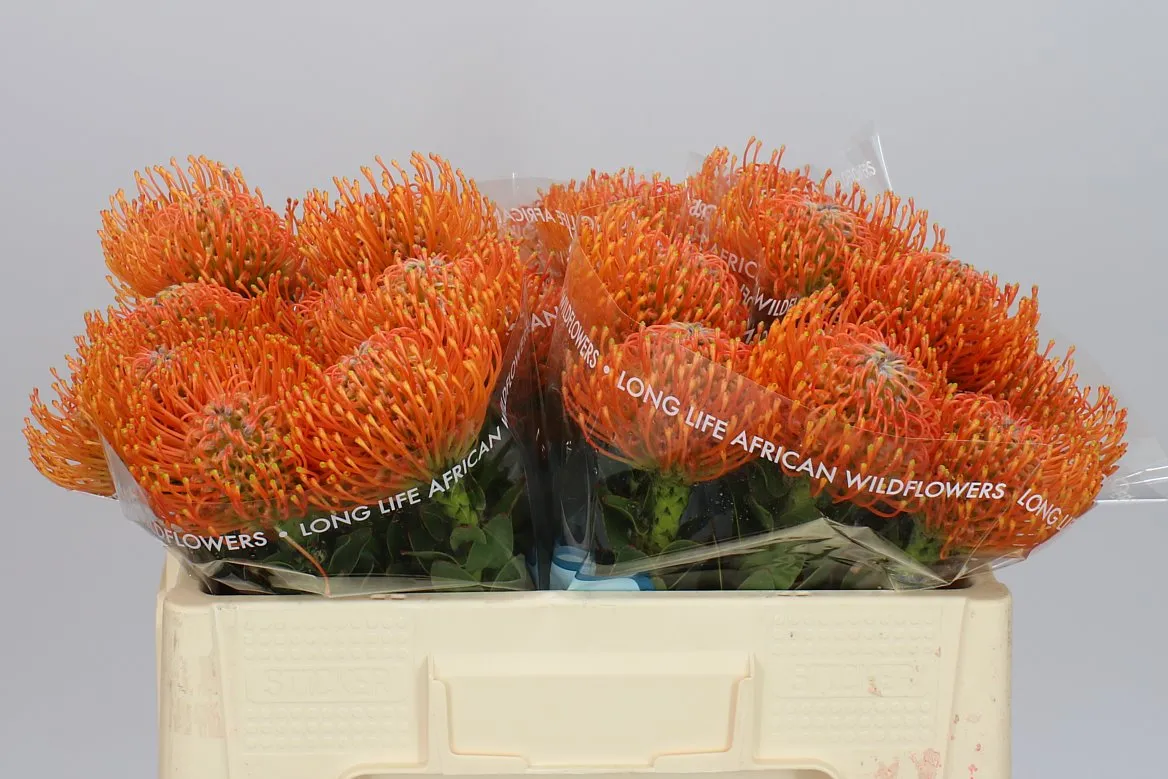Leucospermum Ayoba Orange • 50 cm